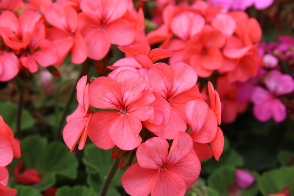Trąšos pelargonijoms skatina gausų žydėjimą ir ryškų rausvų žiedų atspalvį.