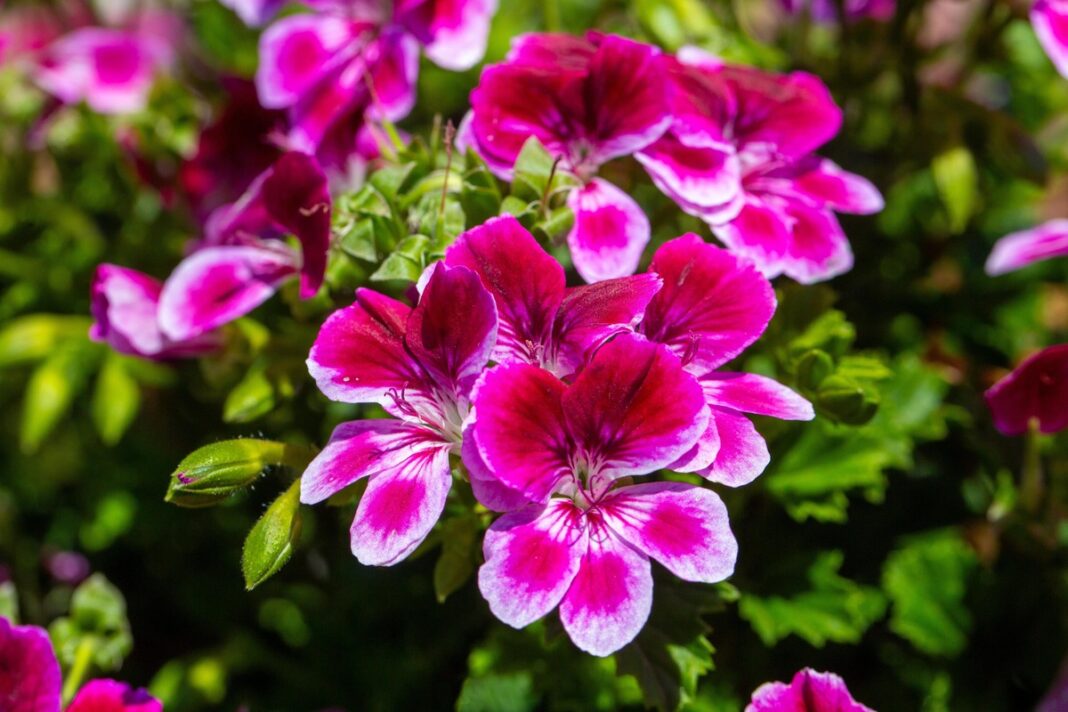 Trąšos pelargonijoms padeda išauginti vešlų ir spalvingą žydintį krūmą sode.