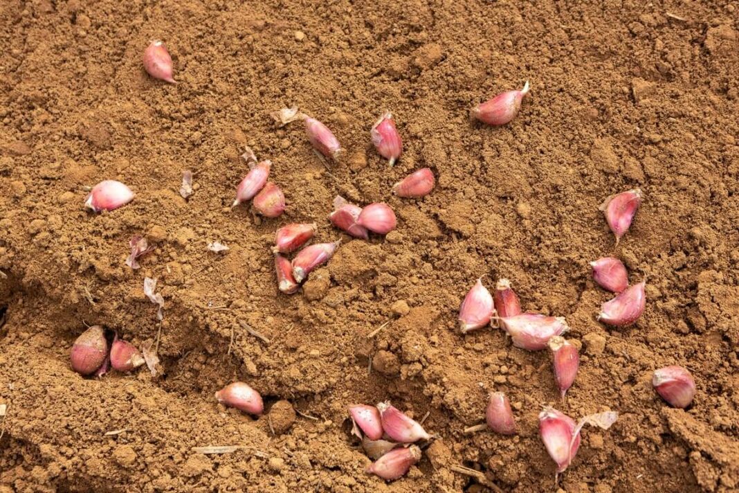 Žieminių česnakų stiprinimas – paruoštos skiltelės sodinamos į purią, drėgną žemę.