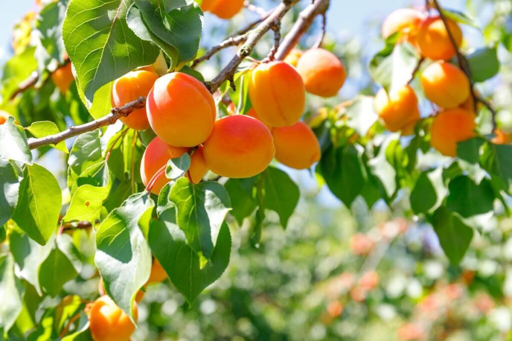 abrikosų tręšimas rudenį – prinokę vaisiai ant šakų saulėtame sode