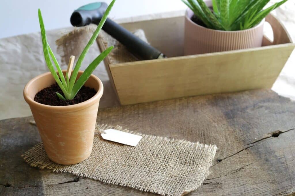 alavijo dauginimas parodytas persodintu jaunu alaviju moliniame vazone