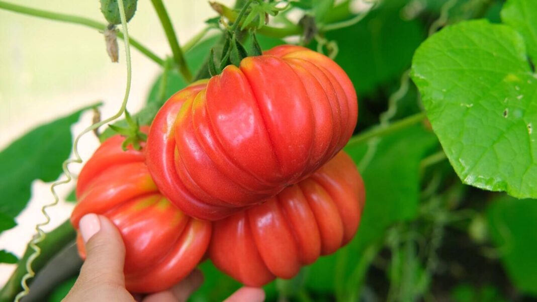 aspirinas-pomidorams-milziniski-pomidorai-ant-krumo