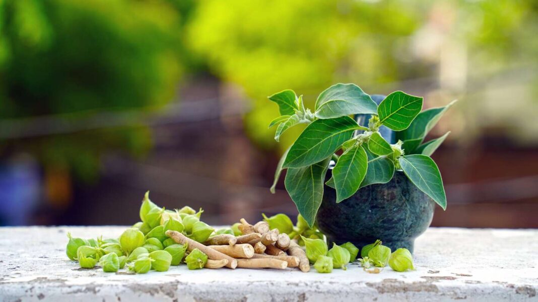 Ašvaganda nervams ir miegui – šviežias augalas su lapais, šaknimis ir žaliais vaisiais ant natūralaus paviršiaus.