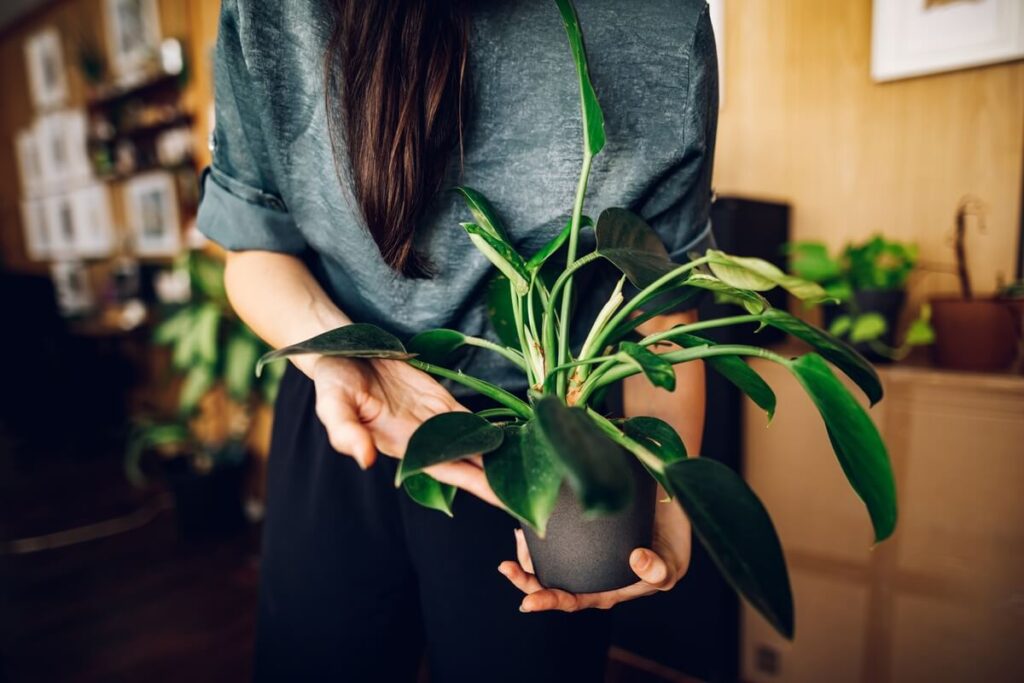 augalu atgaivinimas namuose su rankomis apžiūrint lapus