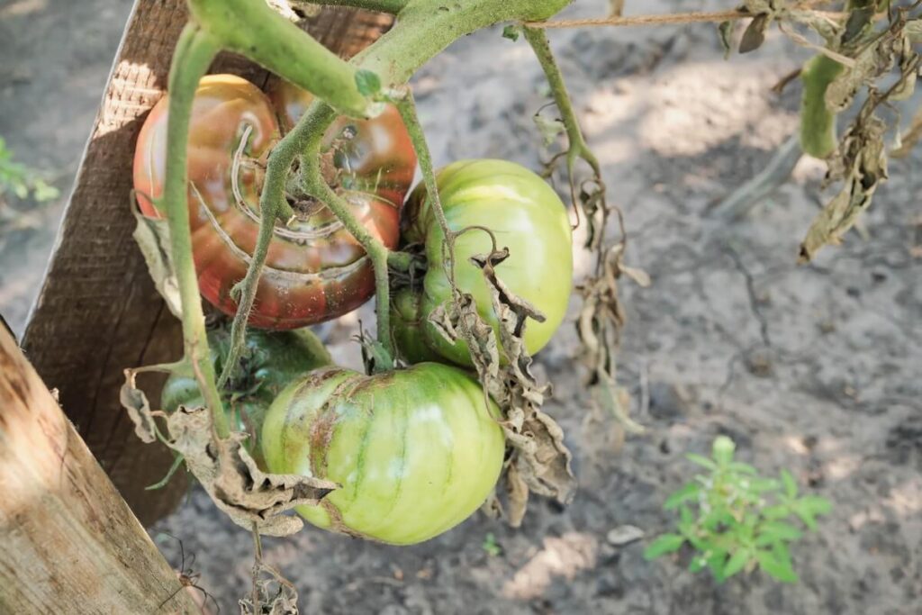 augalu pelesis ziema matomas ant pomidoru vaisiu ir apdžiūvusių lapų