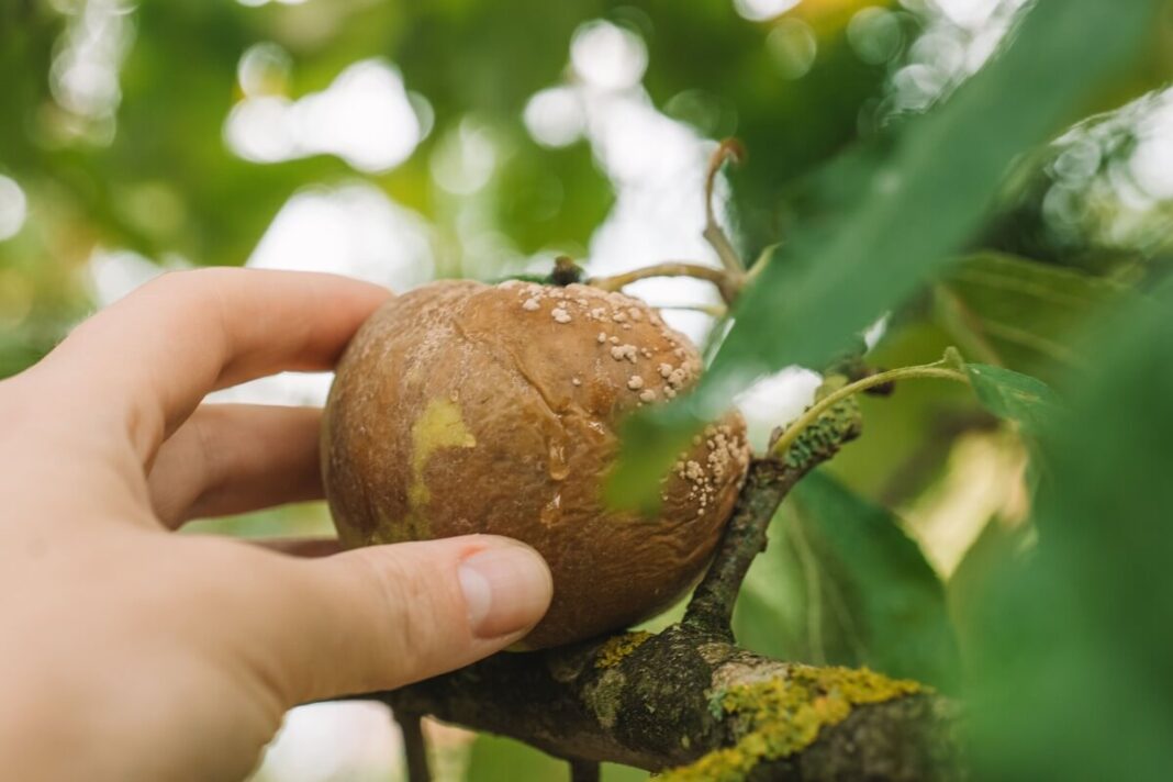 augalu pelesis ziema uzpuoles vaisiu su rudomis dėmėmis ir apnašu