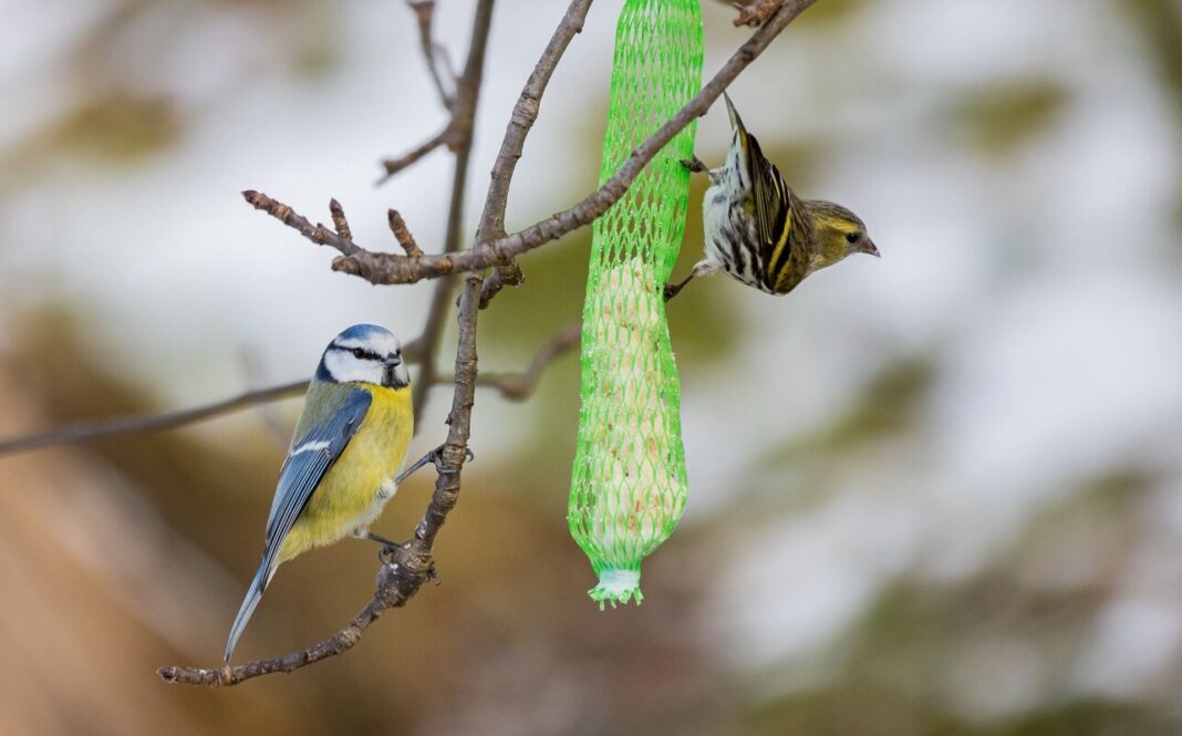 avižos paukščiams paukščiai lesyklos tinklelyje žiemos sąlygomis