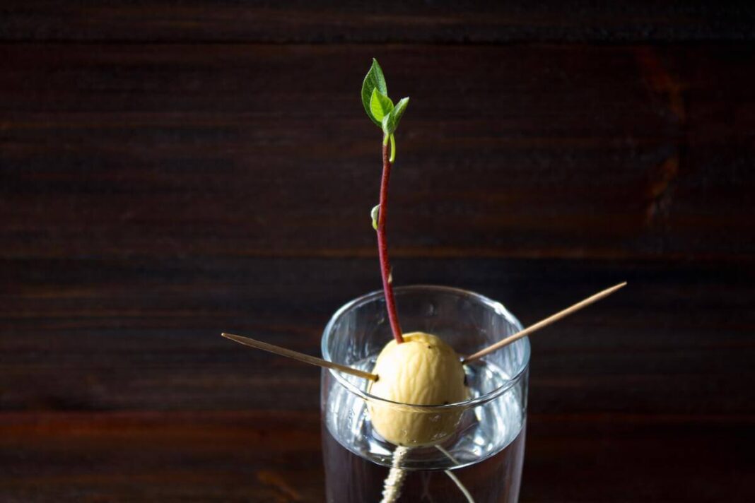 avokado-auginimas-namuose naudojant vandenį ir dantų krapštukus, išdygęs daigas stiklinėje