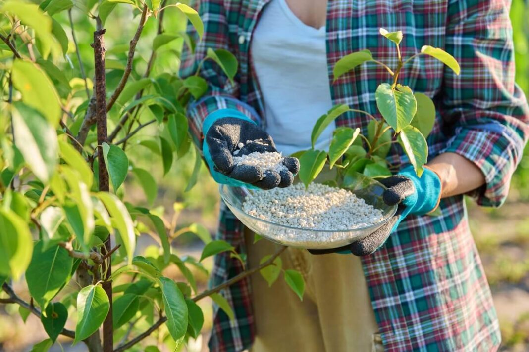 azotas rudens trąšose vaismedžių tręšimas lėtai veikiančiomis trąšomis