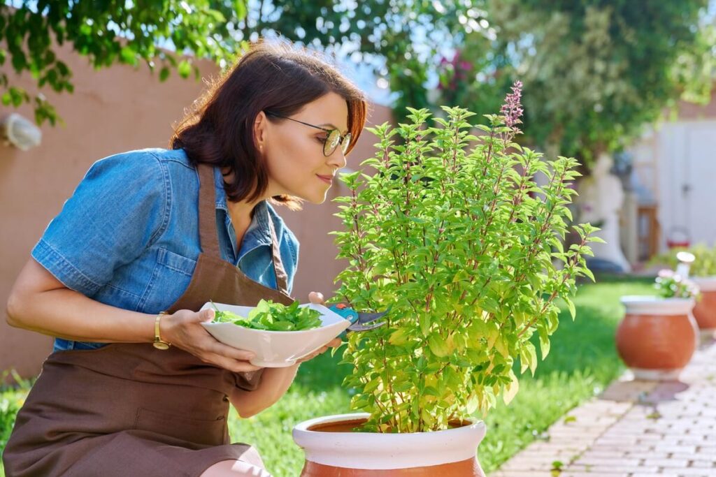 baziliko lapų geltonavimas matomas ant vazoninio baziliko krūmo prižiūrint žmogui lauko sąlygomis