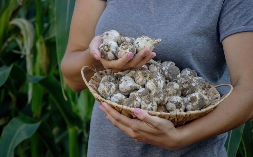 cesnakas nuo bakteriju laikomas pintame krepšyje po šviežio derliaus nuėmimo.