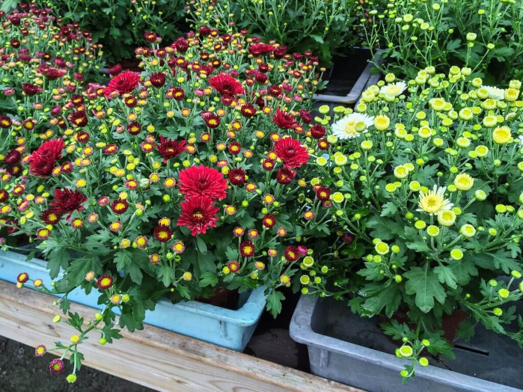 chrizantemų priežiūra po žydėjimo – spalvingi raudoni ir geltoni žiedai vazonuose prieš rudenį