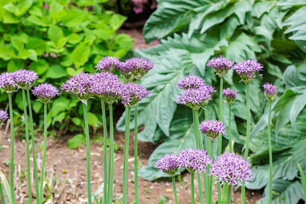 dekoratyvinio cesnako zydejimas su purpuriniais žiedynais saulėtoje gėlyno vietoje