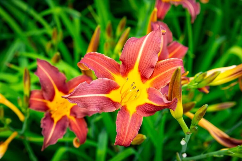 dieninė lelija rožiniu ir geltonu atspalviu žaliame fone