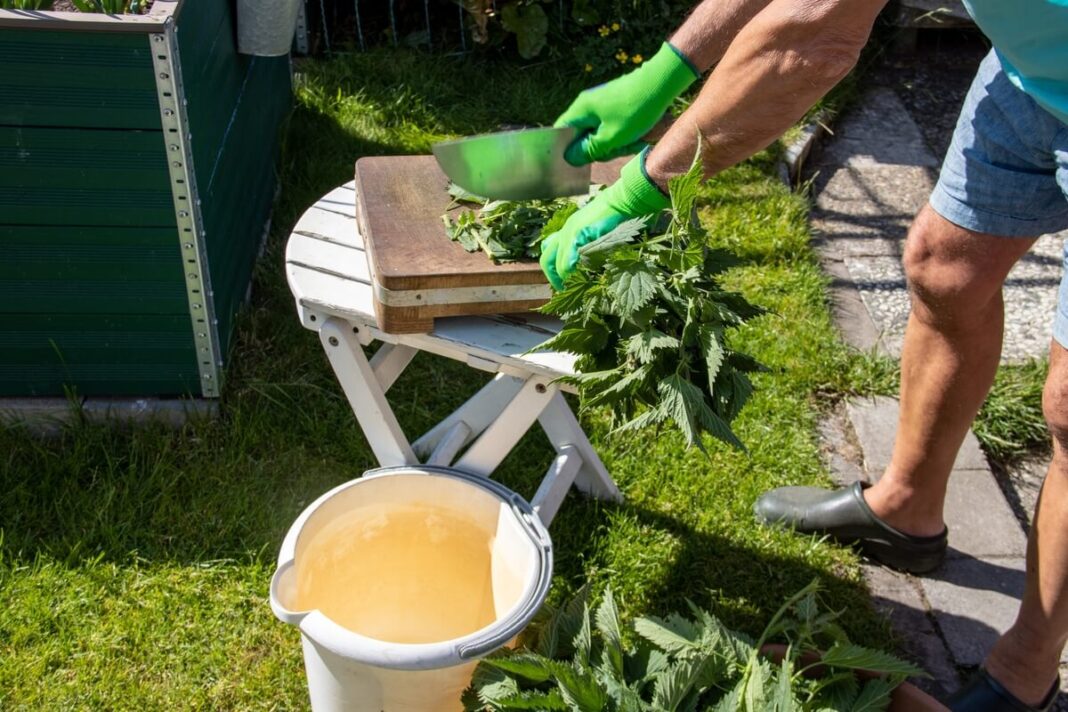 dilgėlių raugas daržui ruošiamas smulkinant žalias dilgėles ir dedant į kibirą su vandeniu