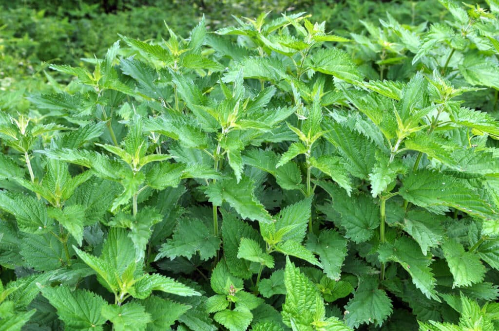 dilgėlių raugas daržui gaminamas iš vešlių žalių dilgėlių, augančių natūralioje aplinkoje