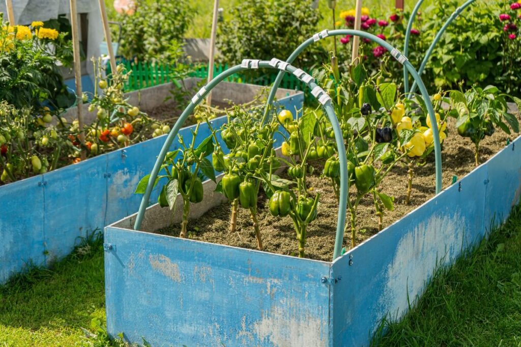 Galingiausia trąša pomidorams ir paprikoms paskatino tankų derlių pakeltose lysvėse