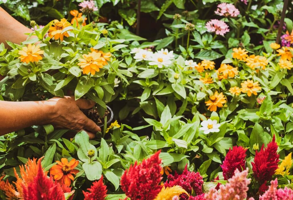 gėlių sėja lapkritį tarp ryškių gėlių krūmelių formuojant sodinukus