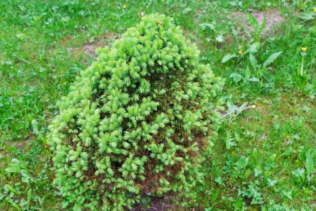 spygliuočiai gelsta rudenį – mažas spygliuotis su parudavusiais vidiniais spygliais pievos fone