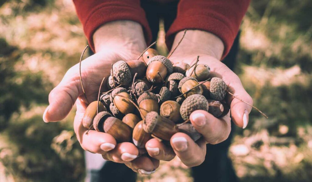 gilių paruošimas valgymui surinktos giles laikomos rankose miške