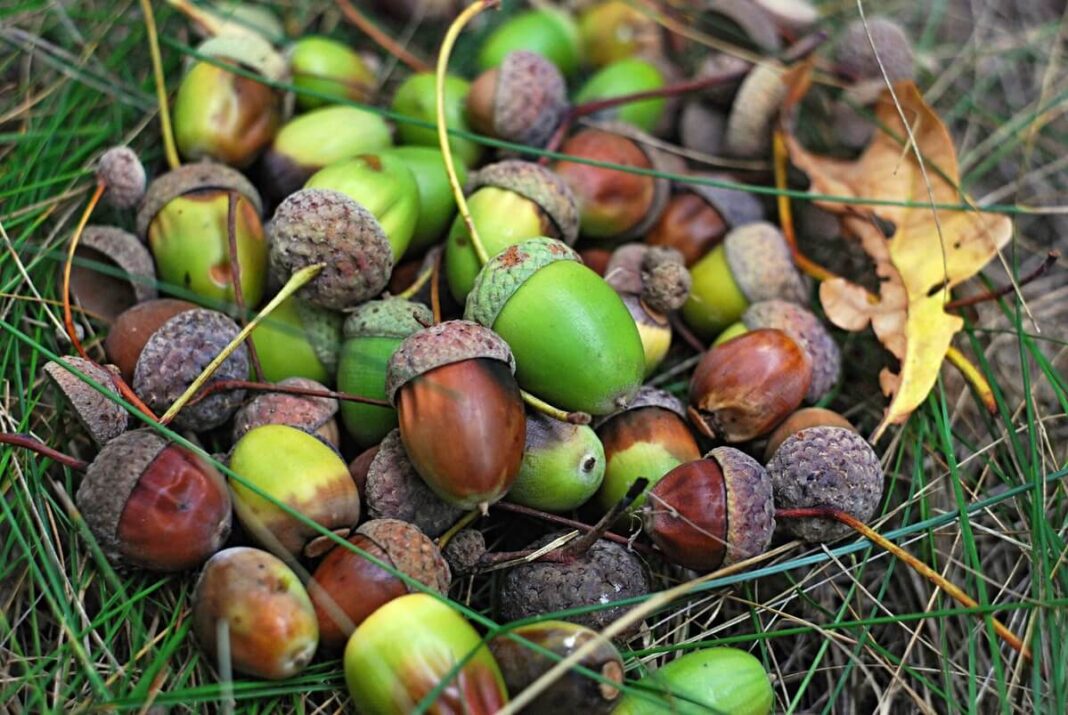 gilių paruošimas valgymui šviežios ir prinokusios giles ant žolės