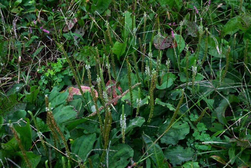 gyslocio nauda darze parodyta platesniame pievos vaizde, kur matyti gausiai sužėlę gysločio žiedynai