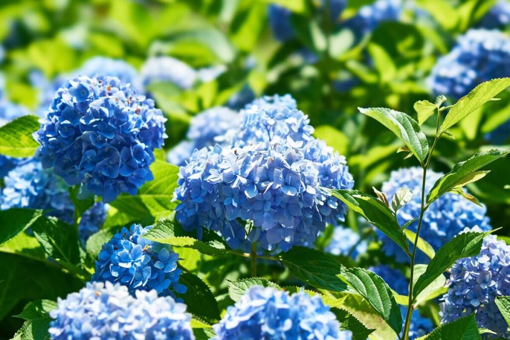 hortenzijų sodinimas lapkritį su vešliais mėlynais žiedynais saulėtame sode
