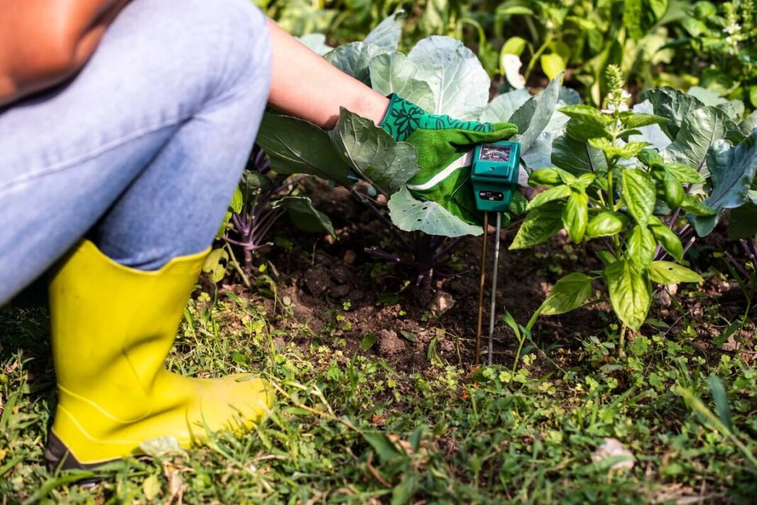 dirvos pH matavimas lysvėje su nešiojamu testeriu šalia kopūstų ir baziliko
