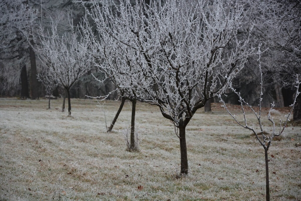 jauni vaismedziai apsnigtas sodas su šerkšnu padengtais medžiais