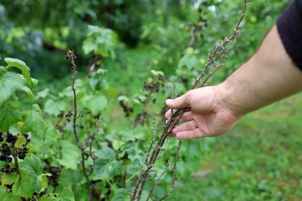 juodųjų serbentų atjauninimas apžiūrint senas, nederančias krūmo šakas