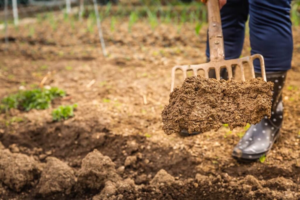 ką užkasti darže – pakelta žemė ant šakių, dirbant lysvėje