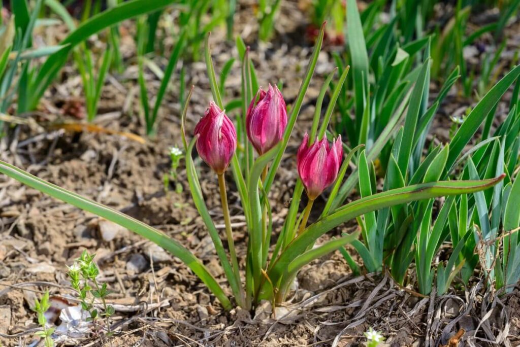 kada kasti tulpes rožinių pumpurų tarpsnyje augančios laukinės tulpės dirvoje