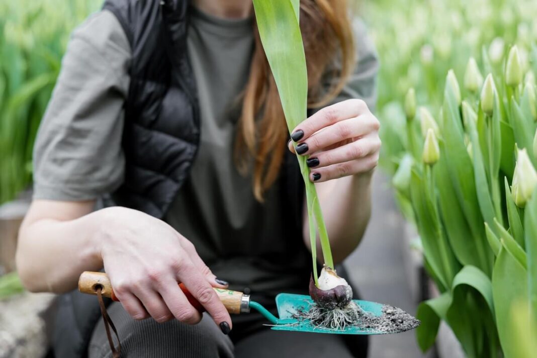 kada kasti tulpes iškeliamas svogūnėlis su šaknimis ir jaunais lapais
