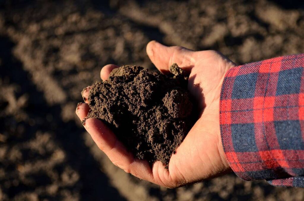 kaip atnaujinti seną žemę pavaizduota žmogui laikant drėgną, paruoštą dirvožemį rankoje