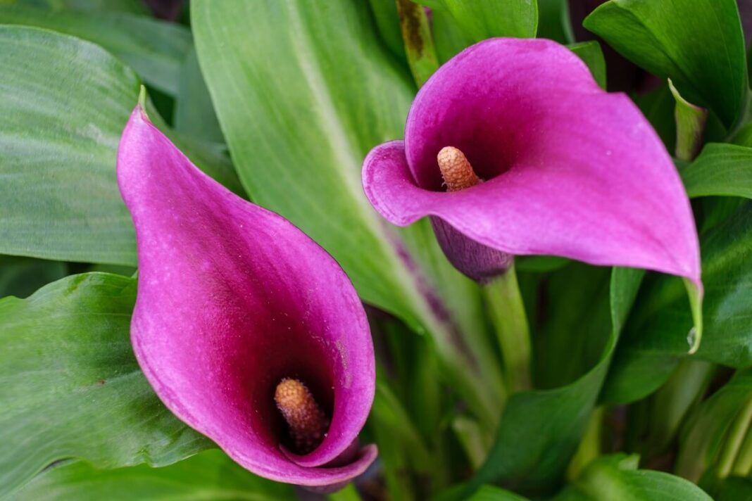 kalija rubino spalvos ziedai is arti su sodriu tonu ir tvirtais lapais