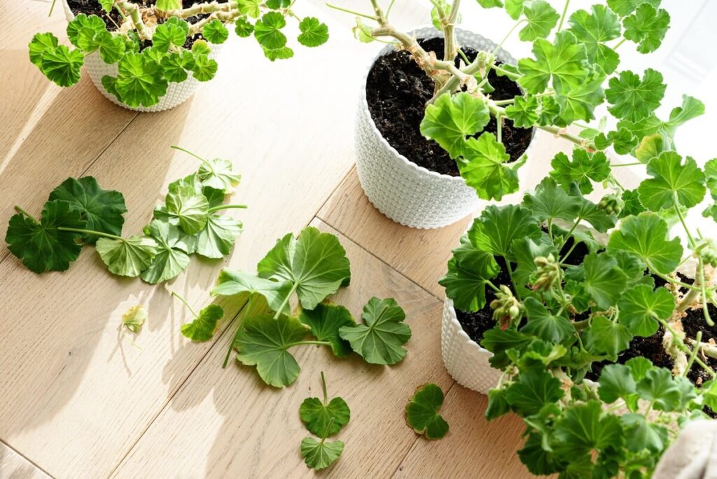 kambariniai augalai nukritę lapai ant grindų prie vazonų šviesioje vietoje