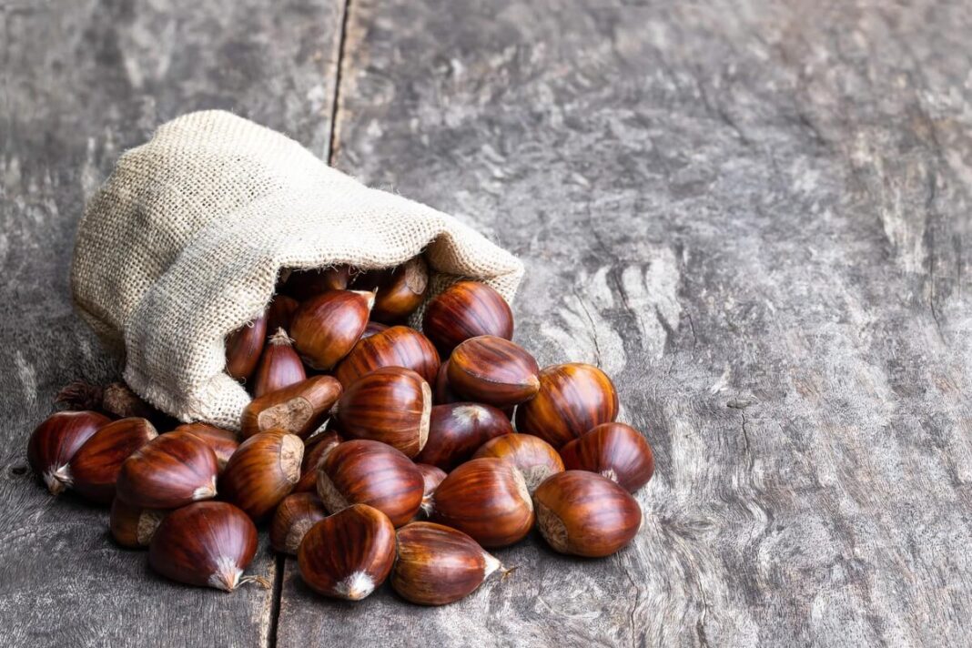 kastonu-maiselis issipyles ant tamsesnio medinio pavirsiaus