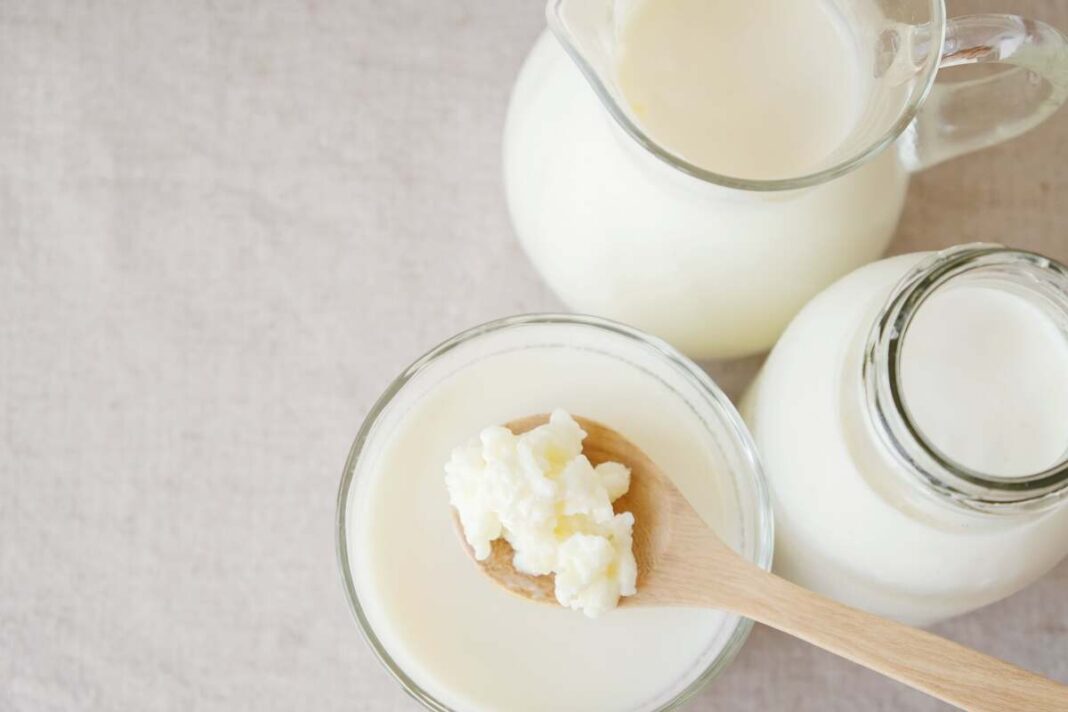 kefyro mišinys nuo uždegimo – šaukštas kefyro grūdelių stiklinėje su šviežiu kefyru stiklainiuose.