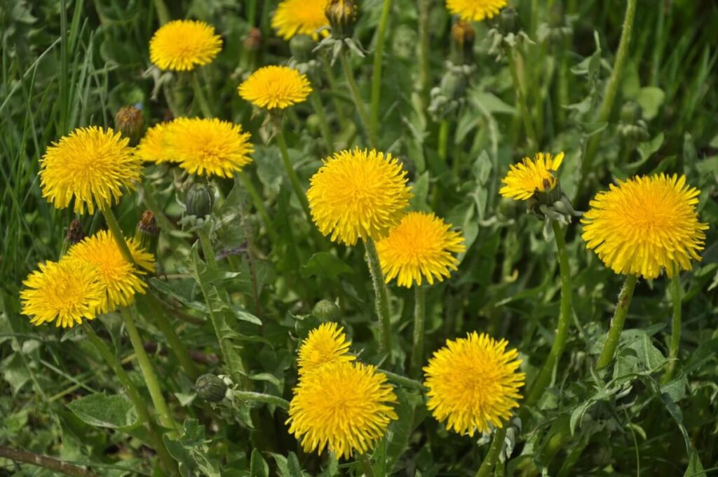 kiaulpienių trąša pomidorams ruošiama iš ryškiai žydinčių geltonų žiedų pievoje