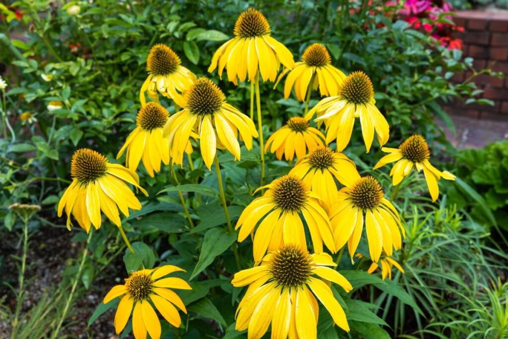 kirpimas ežiuolėms padeda išlaikyti gausius ryškiai geltonus žiedus sodo lysvėje
