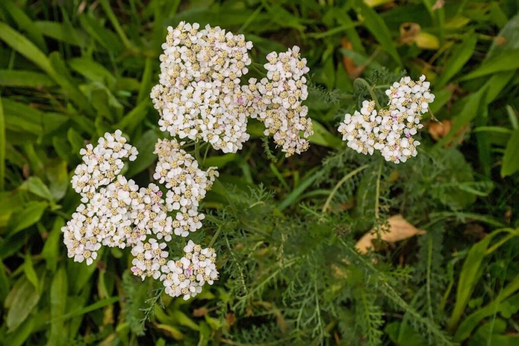 Kraujažolė dirvai su smulkiais baltais žiedais – natūralus būdas praturtinti žemę ir pagerinti augalų augimą.