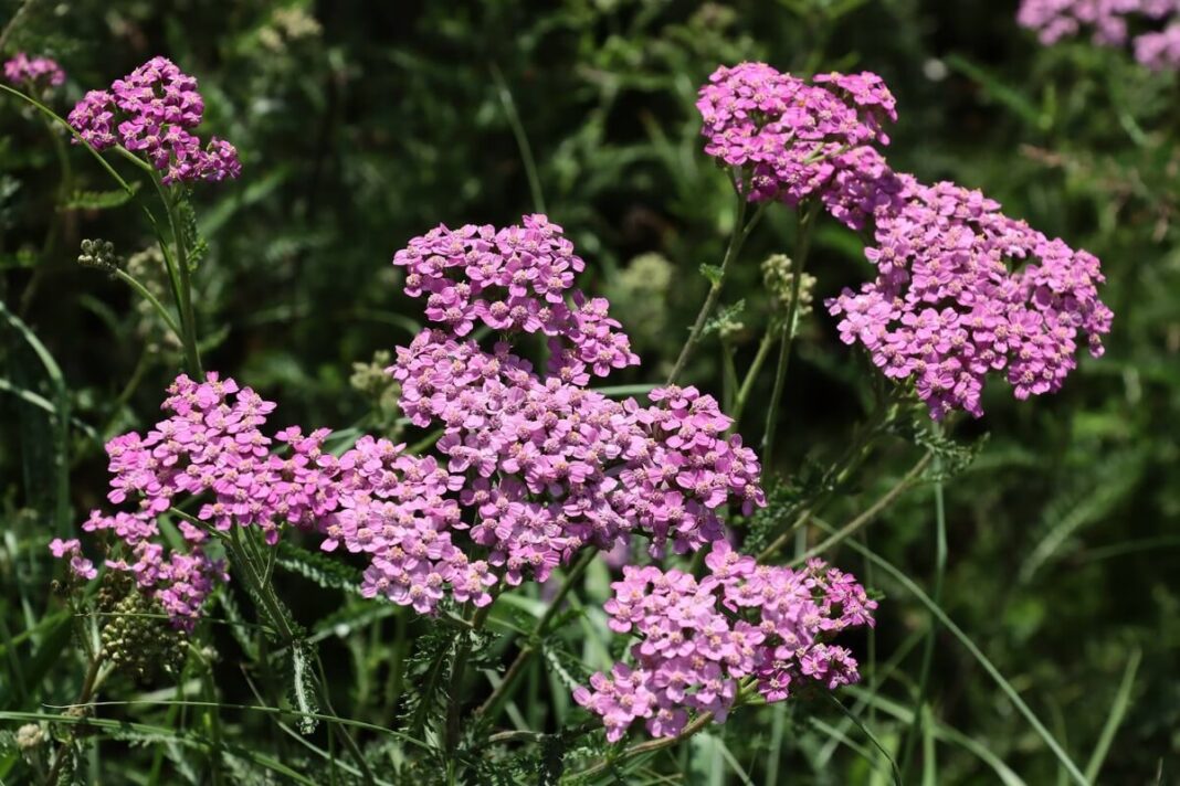 Kraujažolė dirvai su ryškiais rožiniais žiedais, suteikianti spalvų ir naudingų medžiagų sodo dirvai.