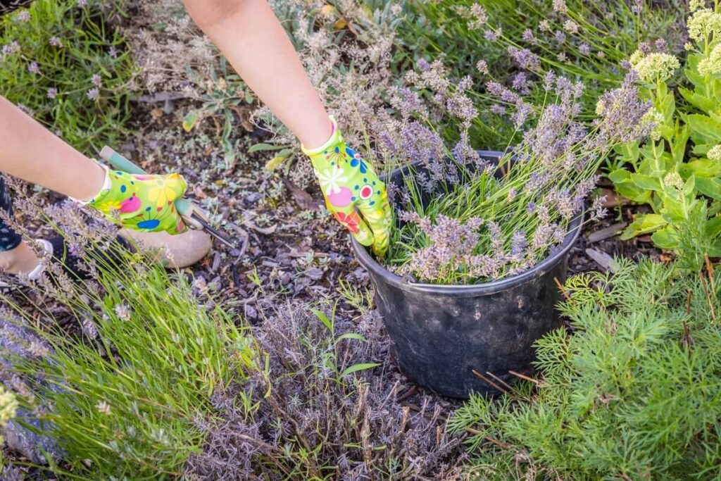 levandų tręšimas sode – žmogus su pirštinėmis prižiūri ir kerpa levandas prie kibiro.