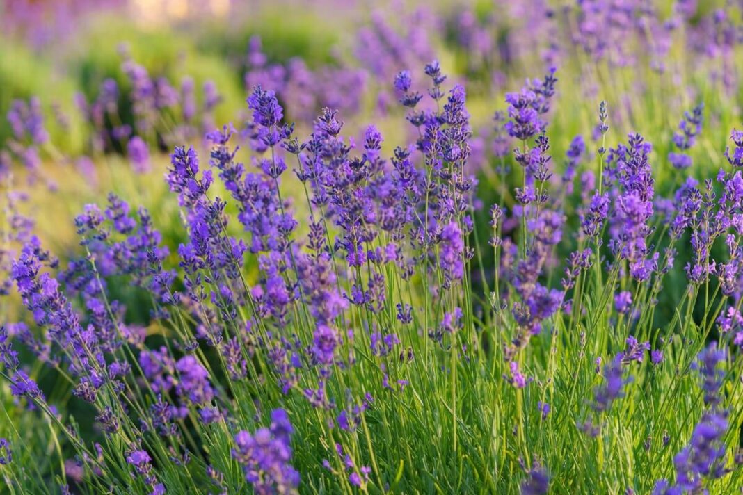 levandų tręšimas žydinčiame lauke – violetiniai levandų žiedai saulėtą vasaros dieną.
