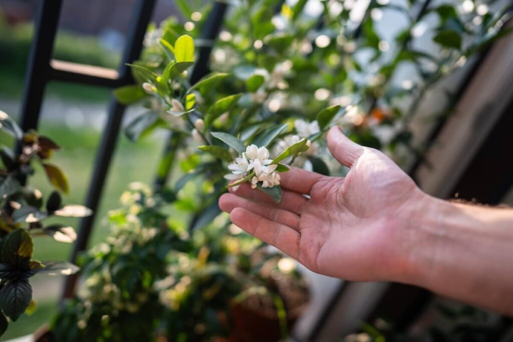 Mandarino žydėjimas ant balkono – žali lapai ir baltos gėlės šiltame pavasario ore.