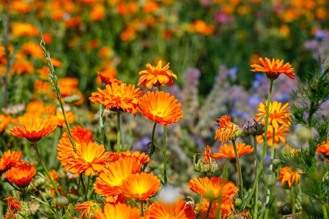 medetku nauda pavaizduota žydinčiame ryškiai oranžinių medetkų lauke, demonstruojančiame jų apsauginį poveikį daržui