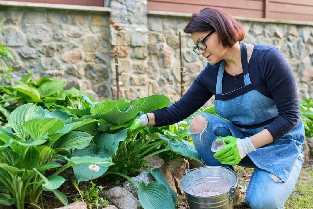 melsvių paruošimas žiemai atliekant tręšimą ir tikrinant lapus sode
