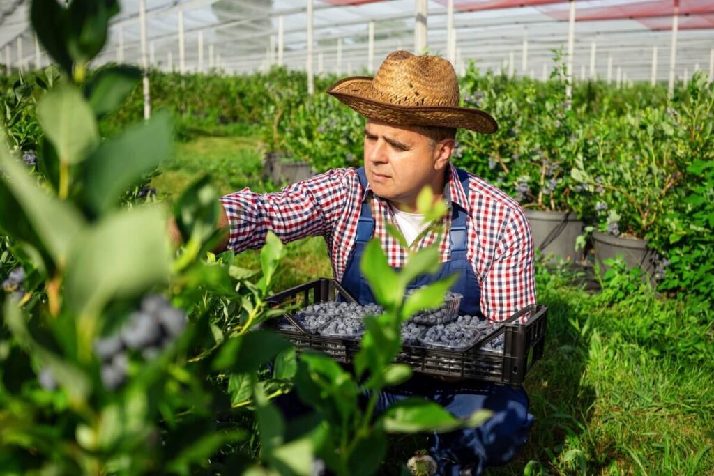 melyniu krumu derlius renkant uogas ukininko siltnamyje