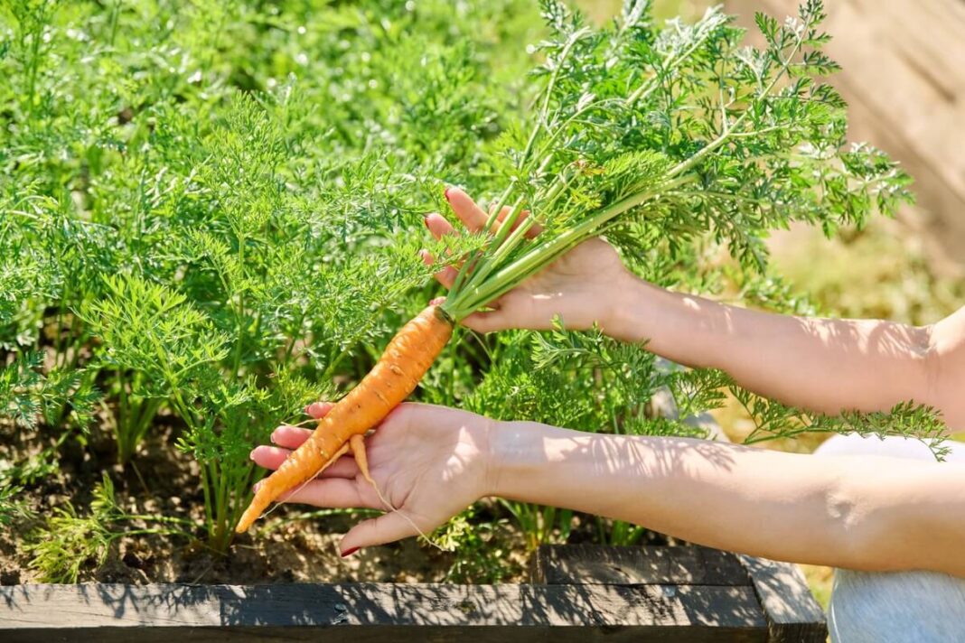morku lapeliu nauda atsiskleidžia laikant nuskintą morką su žaliais lapeliais sode