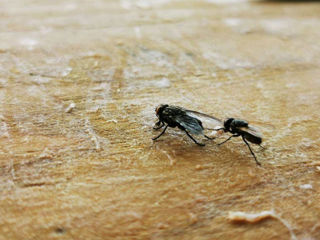 musytes virtuvėje vaikščiojančios ant stalo paviršiaus iš arti